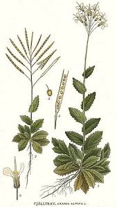 Image result for Arabis alpina