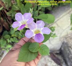 Image result for Asystasia gangetica