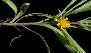 Image result for Geigeria africana