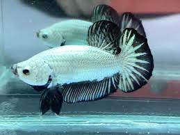 Ikan avatar rm 1000 canavaro betta farm penang otai superblack samurai. Ikan Laga Betta Black Dragon Samurai Halfmoon Plakat Male A4 Lazada