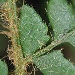 Image result for Polystichum sinense