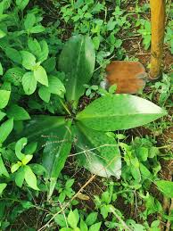 Image result for Ledebouria Unidentified sp. no1.