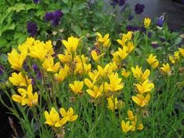 Image result for Monopsis