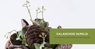 This Kalanchoe Shows Off Its Colors Best In Full Sun Types Of Succulents Types Of Succulents Plants Cacti And Succulents