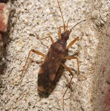 Image result for Otiophora