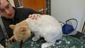 The pet spa, newington, ct. The Pet Spa 65 Louis St Unit A Newington Ct Pet Shops Mapquest