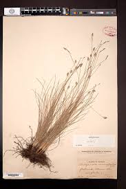 Image result for Abildgaardia ovata