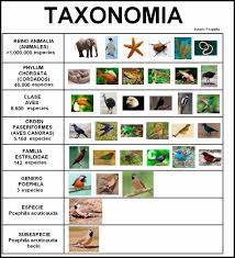 Resultado De Imagen De Taxonomia De Especies Animales Que Hay Taxonomia Taxones Especie Animal
