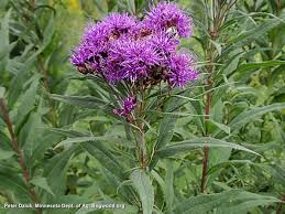 You can never have too much IRONWEED! Part 1. | BYGL