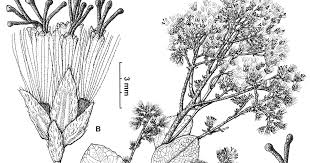 Image result for Stomatanthes