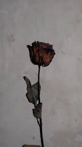 Access tanaman bunga mawar images for free at enlard.com. Pin Oleh Ika Pratitis Di A Gambar Mawar Seni Bunga Seni Fotografi