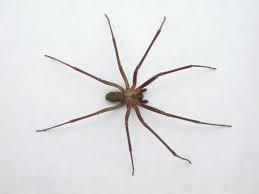 Araña violinista picó a un hombre de 50 años que después falleció, debido a la mordida del arácnido en el municipio de salvatierra, guanajuato; Tenemos Nueva Especie De Arana Violinista En Mexico Su Nombre Es L Tenochtitlan Y Es La Primera Originaria Del Valle De Mexico