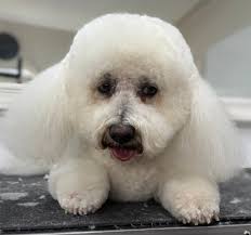 Vicki Bell's Short Bark & Sides