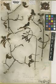 Image result for Hymenodictyon parvifolium