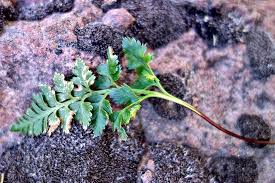 Image result for Asplenium adiantum-nigrum