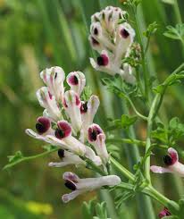 Image result for Fumariaceae