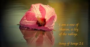 I Am A Rose Of Sharon A Photo On Flickriver Rose Of Sharon Lily Of The Valley Sharon