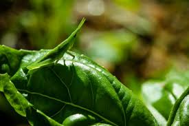 バジルの葉にバッタが待機 | 田畑で会う虫 | 写真素材が無料で商用OK | たべごと写真