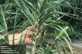 Image result for Arundo donax
