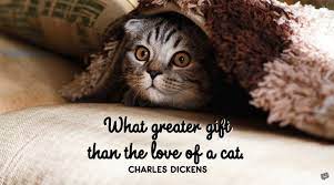 Check out these adorable pictures! Love Quotes For My Kitten Adorable Meow