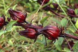 How To Grow Jamaican Sorrel Hunker Sorrel Plant Hibiscus Plant Roselle Plant