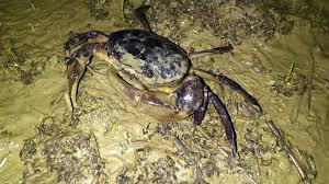 Mẹo Chọn Cua Đồng Và Cua Biển Tươi Ngon Chắc Thịt | Cooky.vn