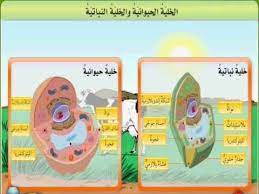 مقارنة بين الخلية الحيوانية والخلية النباتية youtube food photography background background for photography paper crafts diy