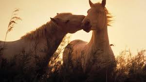 See more ideas about potrait, wallpaper space, galaxy wallpaper. Horses Free Wallpapers