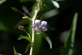 Image result for Sauvagesia