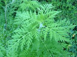 Cea mai răspândită dintre speciile de buruieni aparținând genului ambrosia o reprezintă specia ambrosia artemisiifolia, cunoscută sub. Alergiile Cauzate De Ambrozie Au Sosit Daniel BÄƒluÈ›Äƒ AnunÈ›Äƒ Amenzi UriaÈ™e Pentru Proprietarii Care Nu È™i CurÄƒÈ›Äƒ Terenurile B365