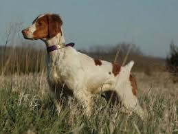 Brittany I Know It S Not A German Short Hair But We Had A Brittany Mixed With Gsh Once And She Was The Best Brittany Spaniel Beautiful Dogs Dogs And Puppies