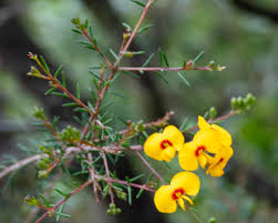 Image result for Siphonochilus longitubus