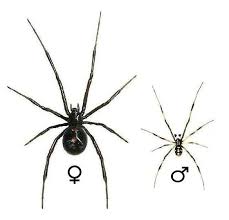 Needless to say, both female and male black widow spiders are terrifying and we hope that you never spot one. Pin On Bugs Spiders