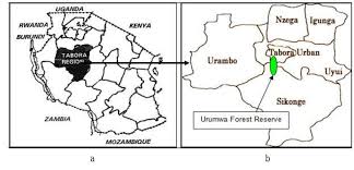 Image result for Grewia conocarpoides