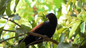 Zeus initially courted hera, but after many unsuccessful attempts, he resorted to trickery. Cuckoo Bird Pheasant Free Photo On Pixabay
