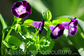 Image result for Torenia thouarsii