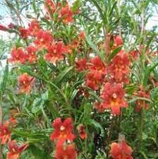 Red Monkey Flowers Diplacus Puniceus Flowers Grows About San Diego County Grid Drought Resistant Plants Drought Tolerant Landscape Drought Tolerant Plants