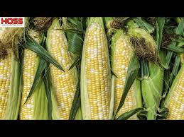 Maybe you would like to learn more about one of these? Planting Peaches Cream Sweet Corn For A Fall Harvest Youtube