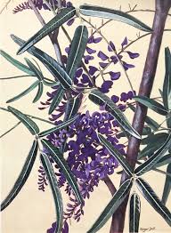 Image result for Hardenbergia comptoniana