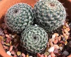 This is a detailed video on how to drain a coconut and cut it perfectly in half. Mammillaria Hahniana Old Lady Cactus Care And Propagation Succulent Plant Care