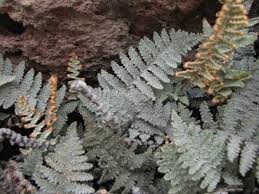 Cheilanthes Lindheimeri Shade Plants Variegated Plants Aquatic Plants