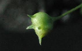 Image result for Oldenlandia verrucitesta