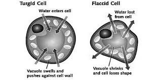 What is the opposite of a turgid plant cell. What Is Turgidity Qs Study