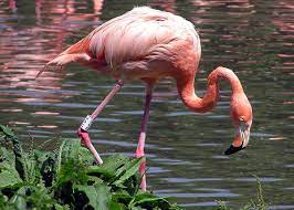 They range from about 90 to 150 cm (3 to 5 feet) tall. Kubaflamingo Wikipedia