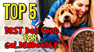 An incredibly popular crossbreed, goldendoodles are the gorgeous offspring of poodles and golden. Best Dog Food For Goldendoodle Youtube