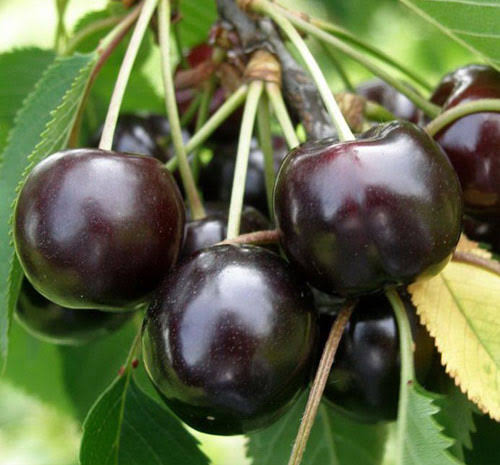 نهال گیلاس تک‌شاخ