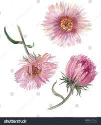 Watercolor Asters Flower Set On A White Background Hand Drawn Flowers Royalty Free Image Illustration Aster Flower Flowers Flower Drawing