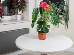 Schott, 1829), is a genus of about 1000 species of flowering plants, the largest genus of the arum family, araceae. How To Grow Anthurium