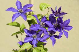 Maybe you would like to learn more about one of these? Clematis The President Plant Care Growing Guide