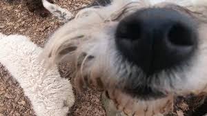 Pechpfoten sucht weiterhin gassigänger, pflegestellen und paten oben auf der seite findest du hunde, die ein neues zuhause suchen. Gerettete Hundewelpen Suchen Neues Zuhause Sat 1 Nrw Die Infopage Zur Sendung
